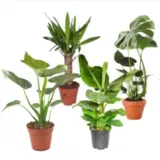 4er-Set 🌱 „JungleWave“ – (Monstera, Yucca, Bananenpflanze, Alocasia) für 25,98 € inkl. Versand statt 35,00 €