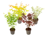 4x Fächerahorn Mix-Set 35–55 cm (Größe L Topf-Ø 15 cm) für 35,90 € inkl. Versand (statt 59,95 €)