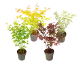 4x Fächerahorn Mix-Set 35–55 cm (Größe L Topf-Ø 15 cm) für 35,90 € inkl. Versand (statt 59,95 €)