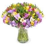50 Bunte Freesien Blumenstrauß mit bis zu 400 Blüten ab 29,99 € inkl. Versand