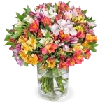 50 Inkalilien mit bis zu 400 Blüten ab 25,48 € inkl. Versand