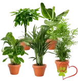 5er Pflanzenset Tierfreund (Bergpalme, Glückskastanie, Bananenpflanze, Korbmarante Goldfruchtpalme,  30-60cm, Ø 10-15cm Topf) ab 28,19 € inkl. Versand