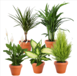 5er Set Goldfruchtpalme | Spathiphyllum | Dieffenbachia | Dracaena | Zimmerzypresse +/- 30-60cm | ø 12-15cm Topf für 26,98 € inkl. Versand (statt 46,98 €)