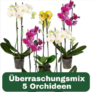 5er-Set Bunte Orchideen 🌸(+/- 60-65cm, 2-3 Triebe im ø 12-15cm Topf für 29,98€ inkl. Versand (statt 40€)