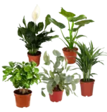 5er Pflanzen Set (Alocasia Cuculatta, Coffea Arabica, Areca Palme, Spathiphyllum, Phlebodium) für 23,98 € inkl. Versand (statt 40,98 €)