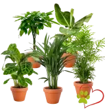 5er-Set Tierfreund (Bergpalme Glückskastanie Bananenpflanze Korbmarante Goldfruchtpalme  30-60cm Ø 10-15cm Topf) für 32,48 € inkl. Versand