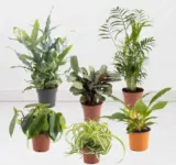 6er Pflanzen-Einsteiger-Set | 30-50 cm | ø 12 cm | Bergpalme, Goldtüpfelfarn, Philodendron, Grünlilien, Ctenanthe für 29,90 € inkl. Versand (statt 54,90 €)