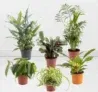 6er Pflanzen-Einsteiger-Set | 30-50 cm | ø 12 cm | Bergpalme, Goldtüpfelfarn, Philodendron, Grünlilien, Ctenanthe für 29,90 € inkl. Versand (statt 54,90 €)