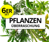 🌿 6er-Set Pflanzenüberraschung für 20,98 € inkl. Versand