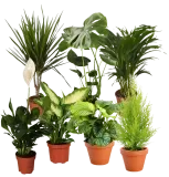 7er Pflanzenset (Monstera Einblatt Dieffenbachie Drachenbaum Korbmarante Goldfruchtpalme Zimmerzypresse  40-60cm Ø) ab 34,09 € inkl. Versand