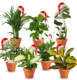 7er-Set Pflanzen inklusive Monstera für nur 28,98€ inkl. Versand statt 59,99€