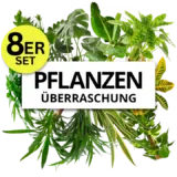 8Er-Set Pflanzenüberraschung 🌱 | +/- 40-70Cm | Ø 12-15Cm Topf Für 25,98€ (3,35 € Pro Pflanze)