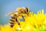 Gratis: Bio- Wildblumensamen 🐝 kostenlos bei Greenpeace