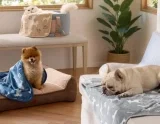 3 Stück BEDSURE Hundedecke Katzendecke Waschbar