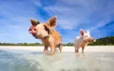 Bahamas 🔥💓 Günstige Hin- Und Rückflüge Ab 574 € P.p.