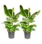 Bananenpflanze 2er Set Musa (ca. 40-50 cm) ab 21,49 € inkl. Versand