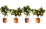 Zitruspflanzen Für Den Garten 🍋 4Er-Set Citrus-Mix Für 26,59 €