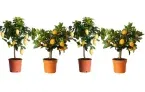 Zitruspflanzen für den Garten 🍋 4er-Set Citrus-Mix für 26,59 €