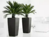 2X Japanischer Palmfarn (Cyca Revoluta Ca 50- 70 Cm ) Für 35,99 € Inkl. Versand