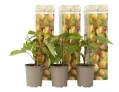 Selbstbestäubende Kiwi-Pflanzen Jenny 🥝 3er oder 6er schon ab 21,30€ (statt 35€)