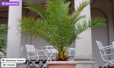 1 Kanarische Dattelpalme (50-60cm) für 15,29 € inkl. Versand oder 65-85cm für 19,79 €