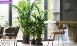 Groupon: 1x oder 2x Kentiapalme XXL „Howea Forsteriana“ ab 28,99 € inkl. Versand (statt 38,85 €)