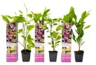 Groupon: 3x oder 6x Magnolien in der Sorte nach Wahl ab 25,01 € inkl. Versand (statt 49,99 €)
