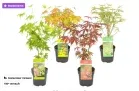 Groupon: 4er-Set Japanische Ahorne 🍁 für 20,69 € inkl. Versand (statt 63,99 €)