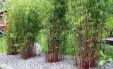 Winterharte Bambuspflanzen bei Groupon – ab 25,11 € inkl. Versand 🌿