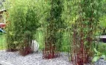 Winterharte Bambuspflanzen bei Groupon – ab 25,11 € inkl. Versand 🌿