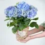 Hortensie „Blaue Stunde“ im Korb für 14,99 € inkl. Versand (statt 29,98 €)