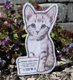 Kostenloses Samenpapier Katze bestellen – Vergissmeinnicht-Blume für mehr Sichtbarkeit von Straßenkatzen