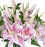 Blumenstrauß aus 10 pinken Lilien ab 25,99 € inkl. Versand