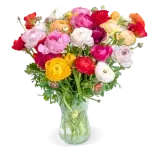 Blumenstrauß mit 50 bunten Ranunkeln ab 29,99 € inkl. Versand
