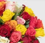 50 bunte Rosen XXL für 26,98 € inkl. Versand (0,54 € pro Rose) 🌹