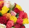 50 bunte Rosen XXL für 26,98 € inkl. Versand (0,54 € pro Rose) 🌹