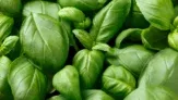 Marktguru: 0,40 € Cashback auf Basilikum