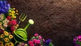 marktguru: 0,60 € Cashback auf Blumenerde (effektiv bei Kaufland für 4,39 €)