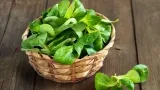 Marktguru: 0,40 € Cashback Auf Feldsalat
