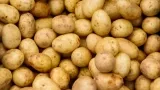 marktguru: 0,40 € Cashback auf Kartoffeln (effektiv 1,5kg Bio Kartoffeln festkochend für 1,39 € bei PENNY)