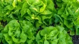 Marktguru: 0,40 € Cashback Auf Kopfsalat 🥗 (Effektiv Für 0,29 € Bei Rewe)