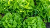 marktguru: 0,40 € Cashback auf Kopfsalat 🥗 (effektiv für 0,29 € bei REWE)