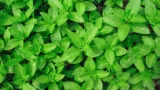Marktguru: 0,40 € Cashback Auf Minze