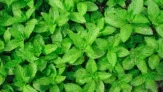 marktguru: 0,40 € Cashback auf Minze