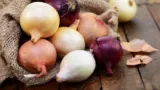 Marktguru 🧅 0,50 € Cashback auf Zwiebeln (500g Bio-Zwiebeln für effektiv 0,61 € bei Penny bis 20.09.)