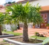 Chinesische Hanfpalme Trachycarpus Fortunei (80-100 cm) für 34,84€ inkl. Versand (statt 75€)