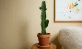 Cowboy Kaktus Pflanze Euphorbia Acruensis 1 Stück für 20,99 € inkl. Versand (2 Stück für 31,99 €)