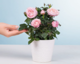 Topfrose: Rosige Grüße inkl. Übertopf für 13,94 € inkl. Versand