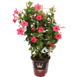 Dipladenia – Mandevilla (65-75cm) für 12,98 € inklusive Versand (statt 24,00 € )