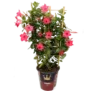 Dipladenia – Mandevilla (65-75cm) für 12,98 € inklusive Versand (statt 24,00 € )